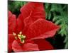 Red Poinsettia, Washington, USA-null-Mounted Photographic Print