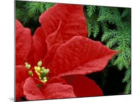 Red Poinsettia, Washington, USA-null-Mounted Photographic Print