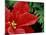 Red Poinsettia, Washington, USA-null-Mounted Photographic Print