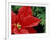 Red Poinsettia, Washington, USA-null-Framed Photographic Print