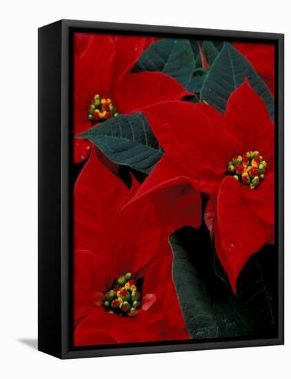 Red Poinsettia, Washington, USA-null-Framed Stretched Canvas