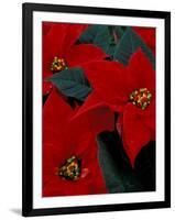 Red Poinsettia, Washington, USA-null-Framed Photographic Print