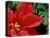 Red Poinsettia, Washington, USA-null-Stretched Canvas