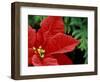 Red Poinsettia, Washington, USA-null-Framed Photographic Print