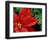 Red Poinsettia, Washington, USA-null-Framed Photographic Print