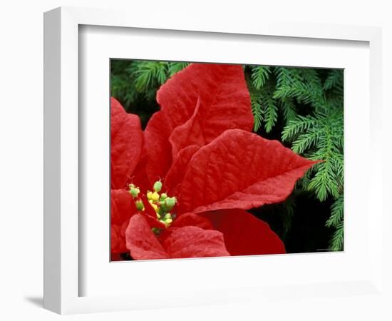 Red Poinsettia, Washington, USA-null-Framed Photographic Print