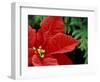 Red Poinsettia, Washington, USA-null-Framed Photographic Print