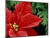 Red Poinsettia, Washington, USA-null-Mounted Photographic Print