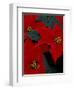 Red Poinsettia, Washington, USA-null-Framed Photographic Print