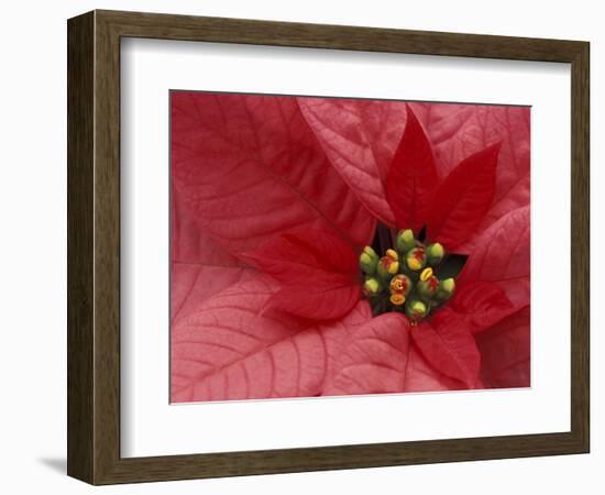 Red Poinsettia, Washington, USA-Jamie & Judy Wild-Framed Photographic Print