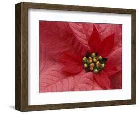 Red Poinsettia, Washington, USA-Jamie & Judy Wild-Framed Photographic Print