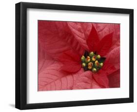 Red Poinsettia, Washington, USA-Jamie & Judy Wild-Framed Photographic Print