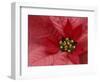 Red Poinsettia, Washington, USA-Jamie & Judy Wild-Framed Photographic Print