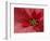 Red Poinsettia, Washington, USA-Jamie & Judy Wild-Framed Photographic Print