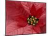 Red Poinsettia, Washington, USA-Jamie & Judy Wild-Mounted Photographic Print