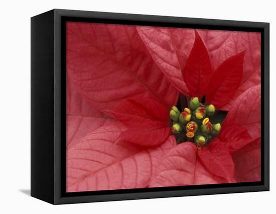 Red Poinsettia, Washington, USA-Jamie & Judy Wild-Framed Stretched Canvas