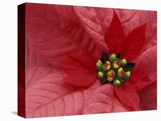 Red Poinsettia, Washington, USA-Jamie & Judy Wild-Stretched Canvas