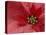 Red Poinsettia, Washington, USA-Jamie & Judy Wild-Stretched Canvas