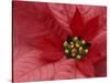 Red Poinsettia, Washington, USA-Jamie & Judy Wild-Stretched Canvas