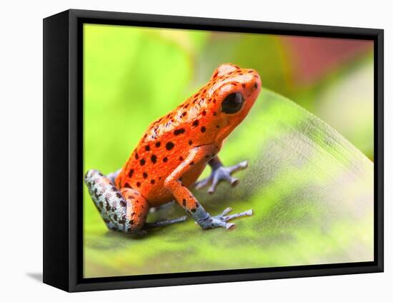 Red Poison Arrow Frog on Leaf. Oophaga Pumilio, an Amphibian of the Tropical Rainforest in Panama.-kikkerdirk-Framed Stretched Canvas