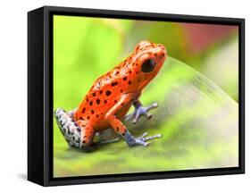 Red Poison Arrow Frog on Leaf. Oophaga Pumilio, an Amphibian of the Tropical Rainforest in Panama.-kikkerdirk-Framed Stretched Canvas