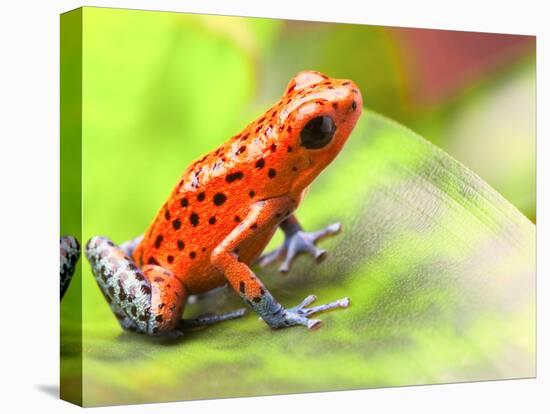 Red Poison Arrow Frog on Leaf. Oophaga Pumilio, an Amphibian of the Tropical Rainforest in Panama.-kikkerdirk-Stretched Canvas