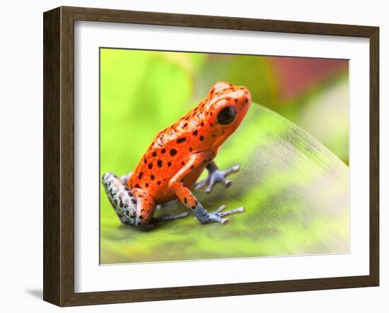 Red Poison Arrow Frog on Leaf. Oophaga Pumilio, an Amphibian of the Tropical Rainforest in Panama.-kikkerdirk-Framed Photographic Print