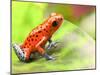 Red Poison Arrow Frog on Leaf. Oophaga Pumilio, an Amphibian of the Tropical Rainforest in Panama.-kikkerdirk-Mounted Photographic Print