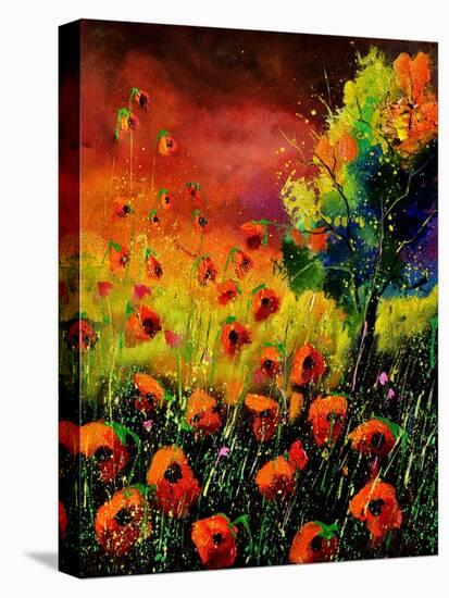 Red Poppies 451130-Pol Ledent-Stretched Canvas