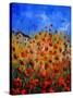 Red Poppies 562111-Pol Ledent-Stretched Canvas