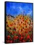 Red Poppies 562111-Pol Ledent-Framed Stretched Canvas