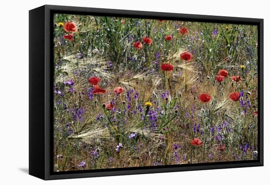 Red Poppies and Wildflowers-Paul Souders-Framed Stretched Canvas