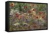 Red Poppies and Wildflowers-Paul Souders-Framed Stretched Canvas
