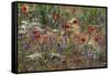 Red Poppies and Wildflowers-Paul Souders-Framed Stretched Canvas