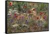 Red Poppies and Wildflowers-Paul Souders-Framed Stretched Canvas