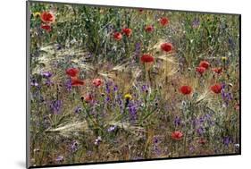 Red Poppies and Wildflowers-Paul Souders-Mounted Photographic Print