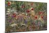 Red Poppies and Wildflowers-Paul Souders-Mounted Photographic Print