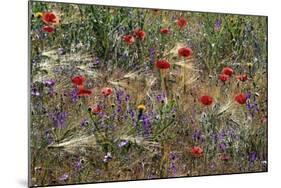 Red Poppies and Wildflowers-Paul Souders-Mounted Photographic Print