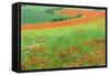 Red Poppies Field, Cote D'Opale, Region Nord-Pas De Calais, France-Gabrielle and Michel Therin-Weise-Framed Stretched Canvas