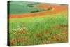 Red Poppies Field, Cote D'Opale, Region Nord-Pas De Calais, France-Gabrielle and Michel Therin-Weise-Stretched Canvas