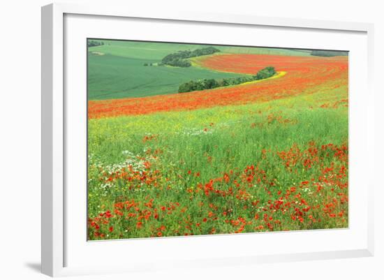 Red Poppies Field, Cote D'Opale, Region Nord-Pas De Calais, France-Gabrielle and Michel Therin-Weise-Framed Photographic Print