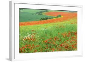 Red Poppies Field, Cote D'Opale, Region Nord-Pas De Calais, France-Gabrielle and Michel Therin-Weise-Framed Photographic Print