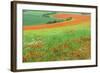 Red Poppies Field, Cote D'Opale, Region Nord-Pas De Calais, France-Gabrielle and Michel Therin-Weise-Framed Photographic Print