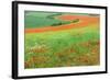 Red Poppies Field, Cote D'Opale, Region Nord-Pas De Calais, France-Gabrielle and Michel Therin-Weise-Framed Photographic Print