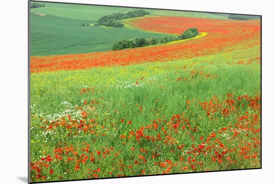 Red Poppies Field, Cote D'Opale, Region Nord-Pas De Calais, France-Gabrielle and Michel Therin-Weise-Mounted Photographic Print