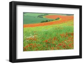 Red Poppies Field, Cote D'Opale, Region Nord-Pas De Calais, France-Gabrielle and Michel Therin-Weise-Framed Photographic Print