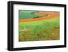 Red Poppies Field, Cote D'Opale, Region Nord-Pas De Calais, France-Gabrielle and Michel Therin-Weise-Framed Photographic Print