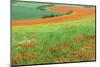 Red Poppies Field, Cote D'Opale, Region Nord-Pas De Calais, France-Gabrielle and Michel Therin-Weise-Mounted Photographic Print