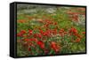 Red Poppies Fields-GoneWithTheWind-Framed Stretched Canvas