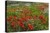 Red Poppies Fields-GoneWithTheWind-Stretched Canvas